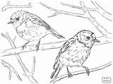 Robin Coloring Red American Bird Pages Drawing Birds Robins Printable Animal Color Getdrawings Getcolorings Print sketch template