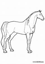 Mare Coloring Pages Horse Animal Farm Outline Lovely Color Animals Horses Print Designlooter Sheets Hellokids Choose Board Kids sketch template