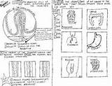 Coloring System Endocrine Sheet Sheets Biology sketch template