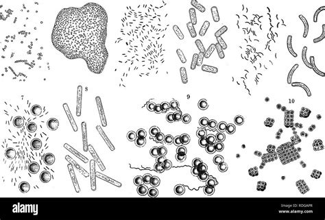 bacillus anthracis black  white stock  images alamy