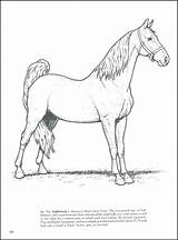 Horse Skeleton Getdrawings Drawing Anatomy sketch template