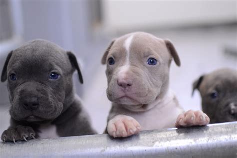 pitbull images  puppies      pictures