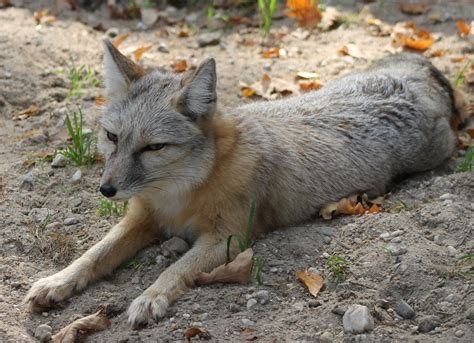 corsac fox zoochat