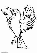 Kookaburra Coloring Pages Drawings 4kb 750px Printable Large sketch template
