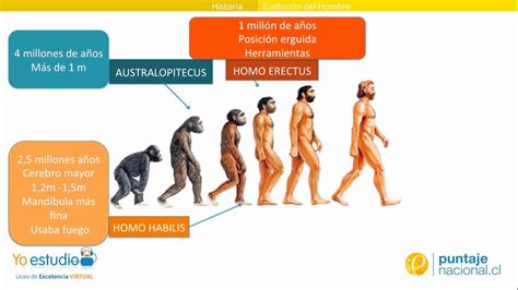 Evolucion Del Ser Humano Hasta La Actualidad Dinami