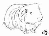 Pig Drawing Cute Guinea Sketch Guineapig Dibujo Embroidery Cuyos Coloring Pigs Town Pages Drawings Dibujos Pattern Would Make Cobaya Cobayas sketch template