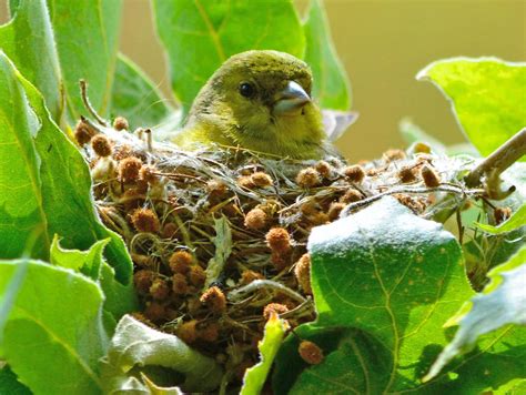 nestwatch nest goldfinch birds