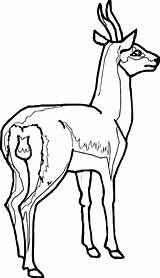 Antelope Coloring Wecoloringpage Gazelle sketch template