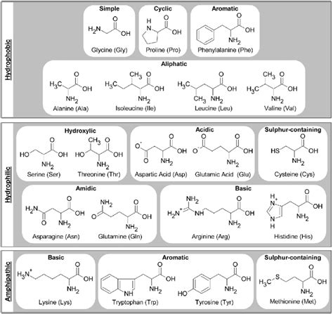 hydrophobic amino acids interact  sciencelasem
