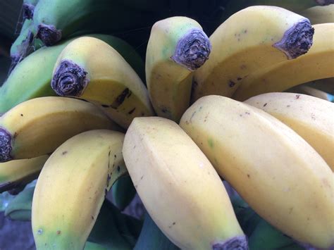 Banana Diseases And Pests Description Uses Propagation