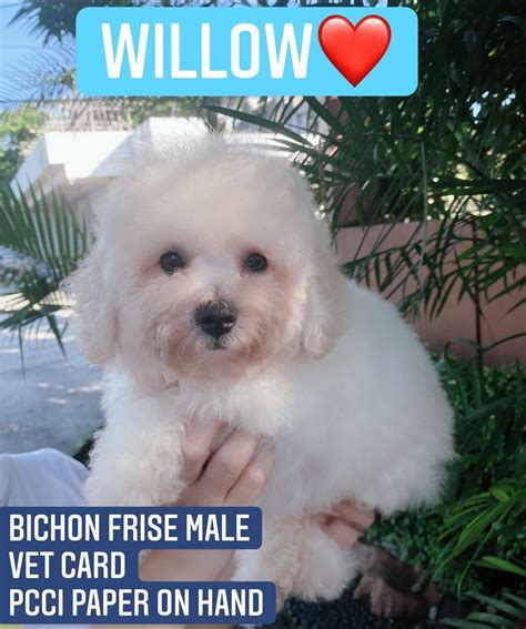 bichon frise pet finder philippines buy  sell pets