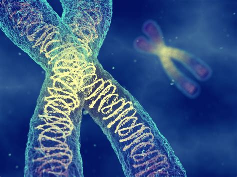 ¿qué Es Una Prueba De Cromosomas Aprende Más Fdna Telehealth