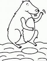 Marmotte Groundhog Woodchuck sketch template