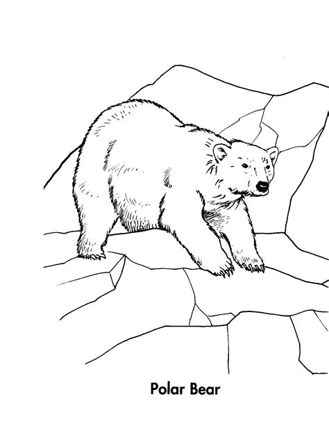 polar bear head drawing  getdrawings
