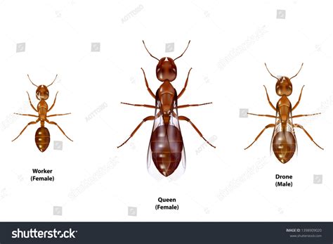 male ants images stock  vectors shutterstock
