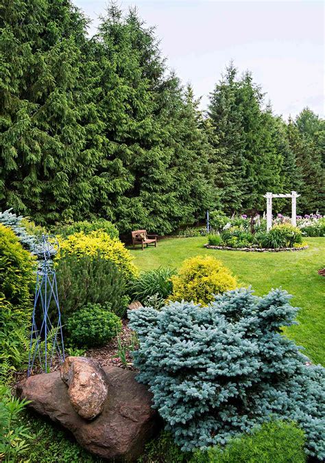 evergreen trees  privacy  homes gardens