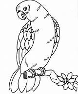 Parrots sketch template