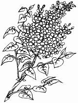 Colorat Flori Liliac Desene Planse Lilac Flieder Copii Malvorlage Primavara Fleurs Lilas Fise Creion Liliacul Stampare Locker Fleur Mimosa Natur sketch template