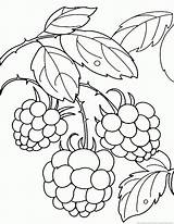 Raspberry 53kb 930px sketch template