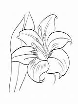 Amaryllis Coloring Pages Flowers Recommended Color sketch template
