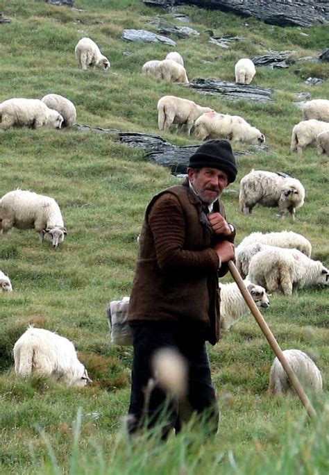 romanian herder  flock sheep  lamb sheep farm good shepherd