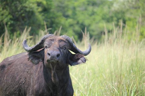 buffalo photo