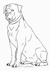 Rottweiler Coloring Pages Pitbull Getcolorings Printable Getdrawings sketch template