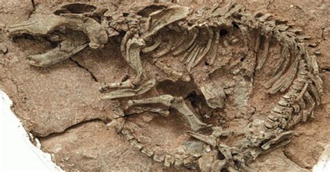 fosil berusia jutaan  ditemukan  cirebon okezone techno