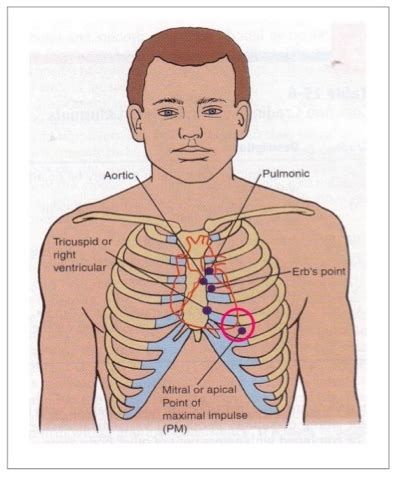 nurses notes assessing radial pulse  apical pulse