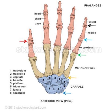 hand bone anatomy bones human bones anatomy