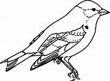 Kolorowanki Ptaki Wydruku Ptak Zięba Druku Dzieci Zwierzętami Darmowe Zieba Zwierzetami sketch template