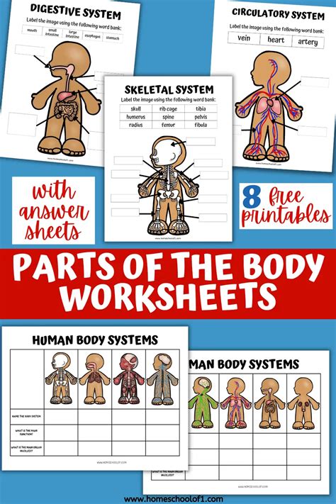human body systems worksheets  kids