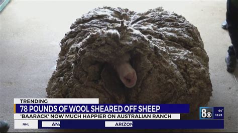 pounds  wool sheared  sheep named baarack youtube