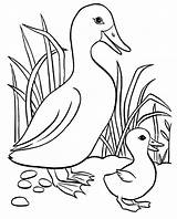 Small Coloring Pages Butterfly Big Ducks Duckling Colouring Color Ducklings Way Duck Getcolorings Printable Colori Easter sketch template