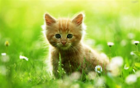19 Hình Nền Dễ Thương Với Mèo Con Đẹp Tải Hình Ảnh Đẹp Miễn Phí Chất