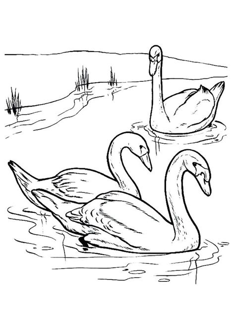 swan lake coloring pages swan  birds   aquatic animals