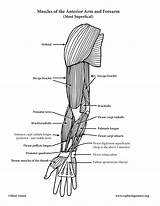 Arm Muscles Anterior Forearm Anatomy Elbow Advanced Moving sketch template