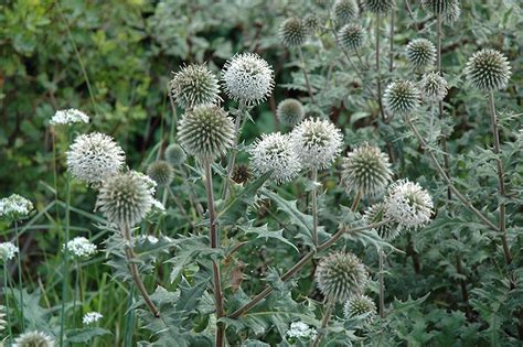 arctic glow globe thistle echinops sphaerocephalus arctic glow