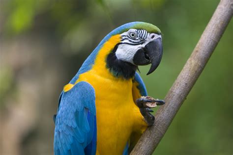 fileblue  yellow macaw ara ararauna jpg wikimedia commons