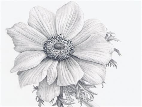 realistic easy drawings  flowers kremi png