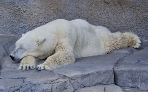polar bear dies of ‘broken heart after being separated from same sex