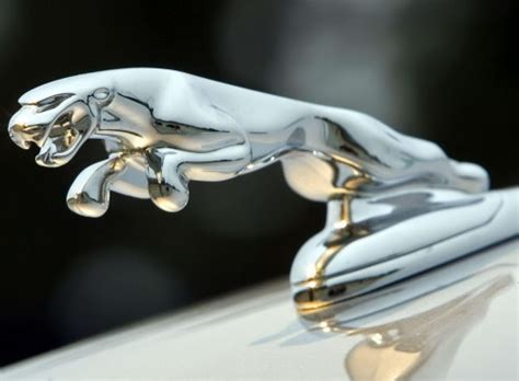jaguar logo jaguar car symbol meaning  history car
