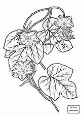Glory Morning Coloring Pages Flower Ivy Drawing Leaf Flowers Printable Getdrawings Template Kids Anita Drawings Vine Getcolorings Colorings 85kb 1500px sketch template