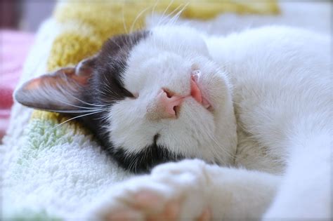sleep cats pets funny lovely animales bed  beautiful
