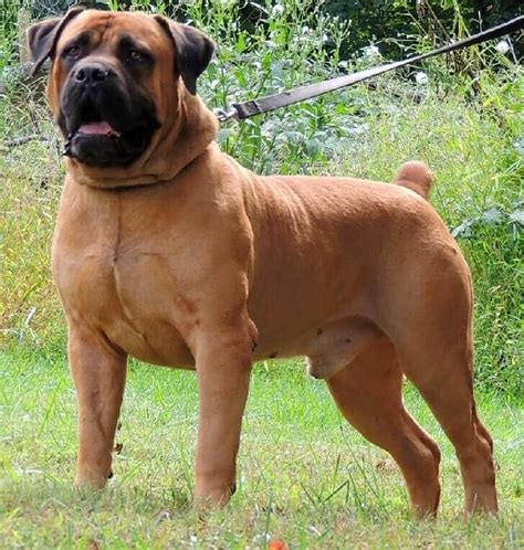 boer boel expensive dogs dog breeds dangerous dogs