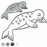 Seal Harp Drawing Kids Pages Coloring Getdrawings sketch template