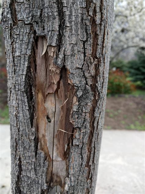 diagnosis   wrong   trees  bark   side  cracking splitting