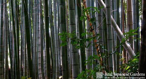 bamboo   japanese garden real japanese gardens