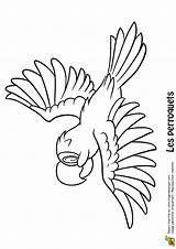 Perroquet Coloriage Oiseau Imprimer Hugolescargot Vole Dessins Peroquet Perroquets Oiseaux Des Enfant Coloriages Animaux Dessiner Depuis Hugo sketch template