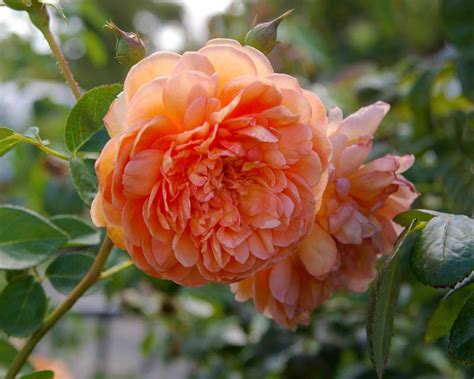 rosa david austin modern hybrid gardensonline